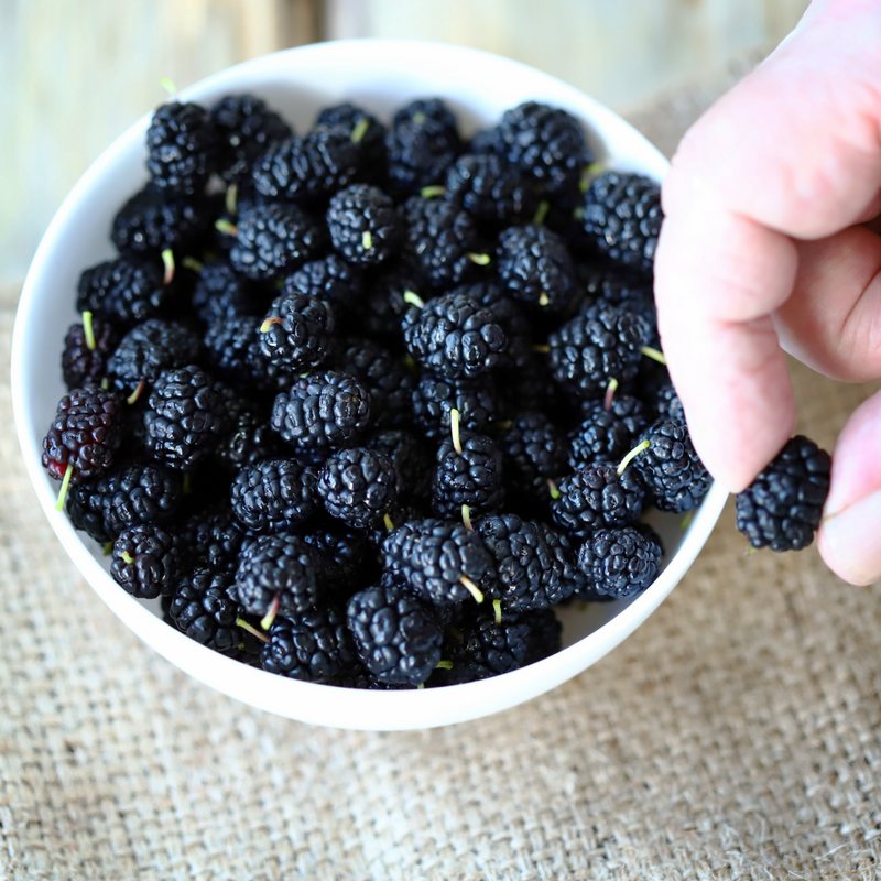 Mulberry (Morus spp.) Seeds