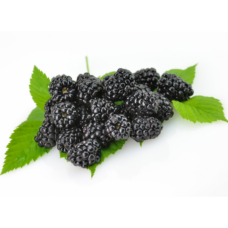 Black Mulberry Seeds (Morus nigra)