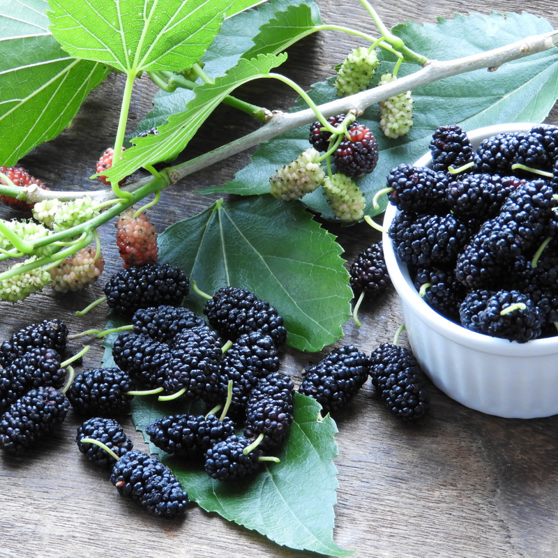 Natural Mulberry Fruit Tree Seeds