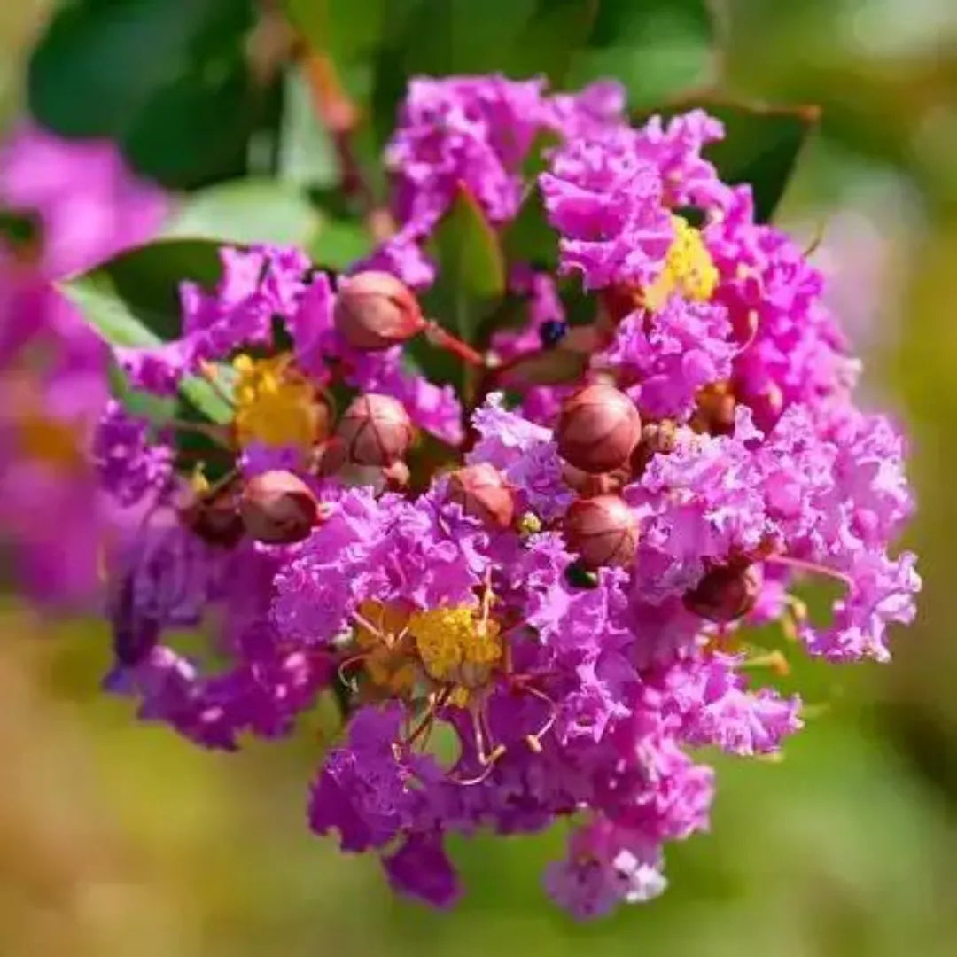 Crape Myrtle Purple Seeds