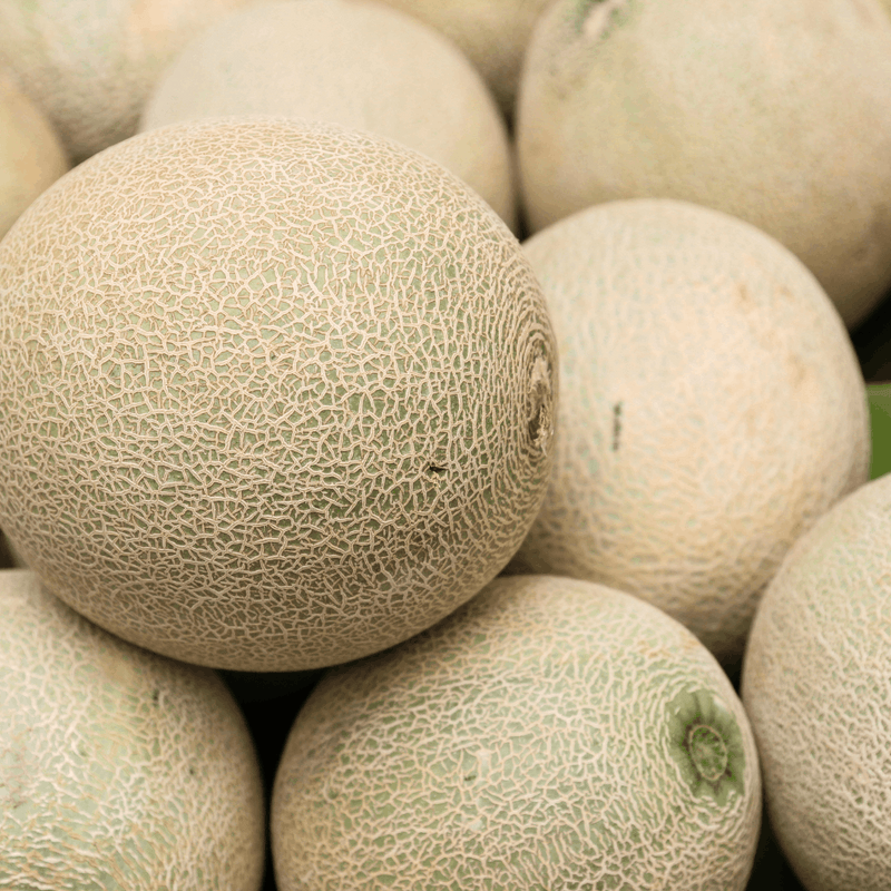 Muskmelon Seeds