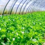 Upright Plants High Quality Celery For Sowing heirloom non-gmo organic garden seeds