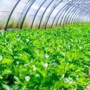Upright Plants High Quality Celery For Sowing heirloom non-gmo organic garden seeds