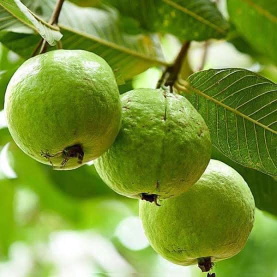 Thai White Guava Fruit Seeds for Planting – Heirloom, Non-GMO Tropical Seeds for Juicy, Sweet White Guavas