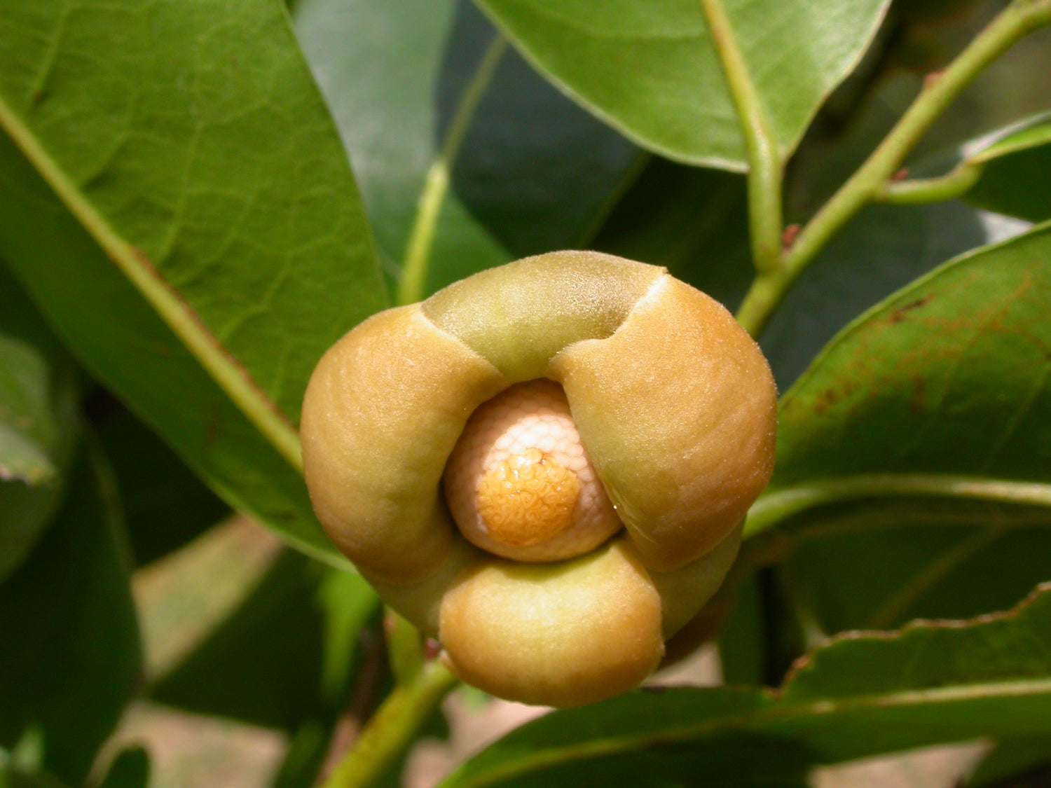 Uvaria Fruit (Uvaria spp.) – Exotic, Tangy, and Refreshing Tropical Fruit