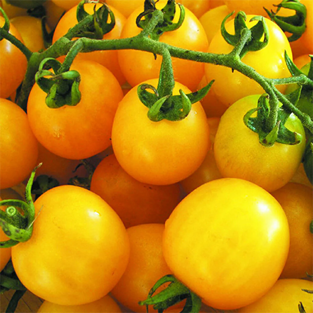 Yellow and Orange Big Tomato Seeds for Planting - Heirloom & Non-GMO Garden seeds