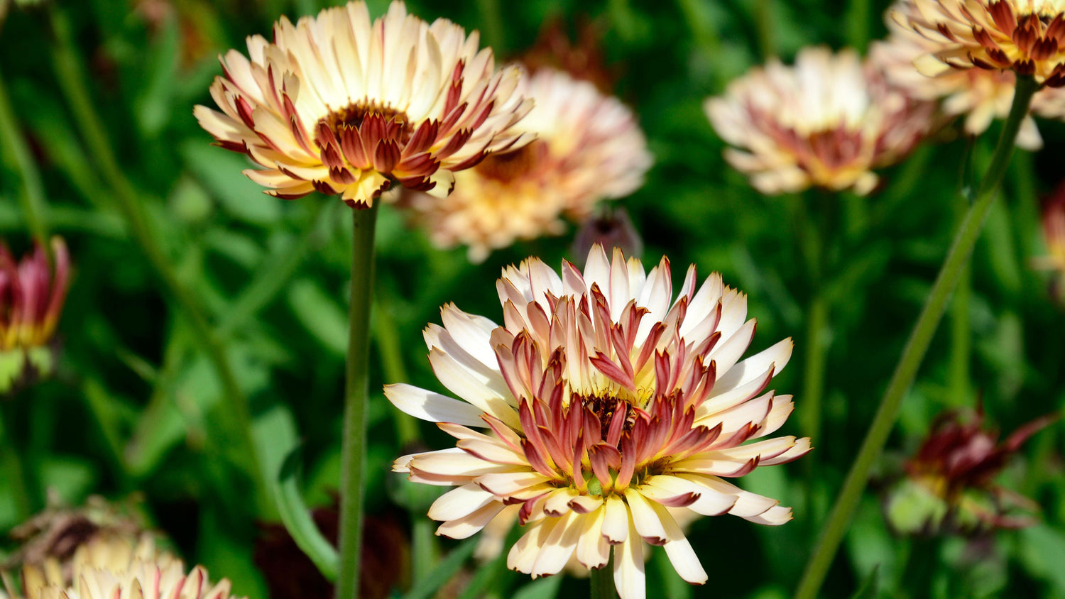 Calendula Seeds - Sunset Buff