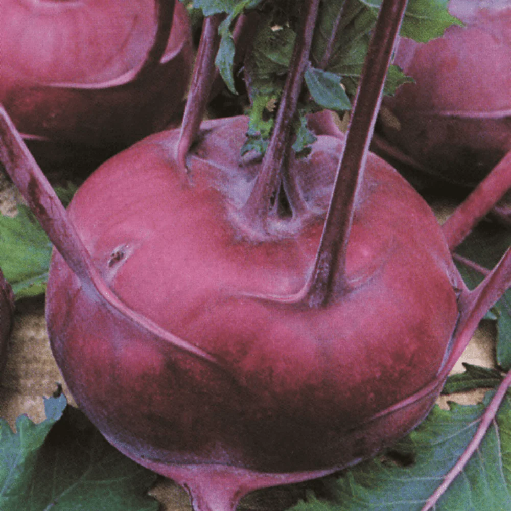 Pink Kohlrabi Seeds for Planting heirloom & Non-GMO Seeds