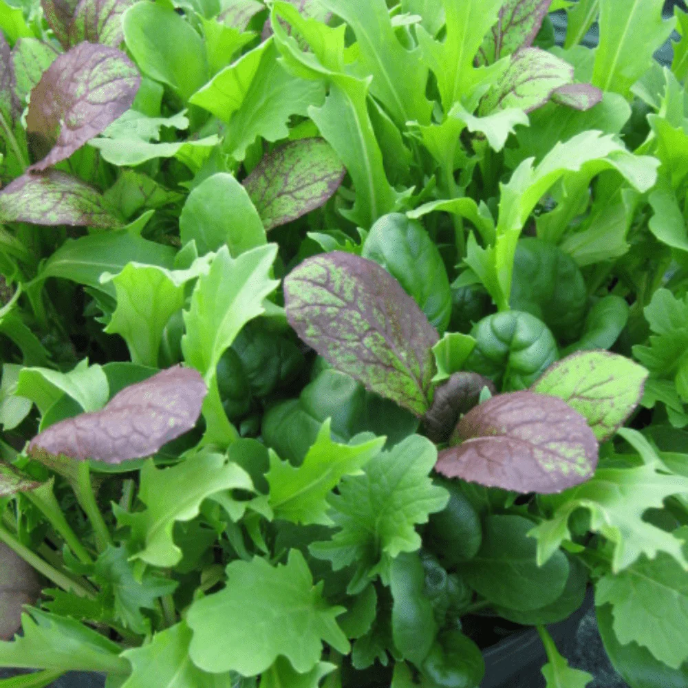 Chinese Mallow Vegetable Seeds – Edible Leafy Green Variet