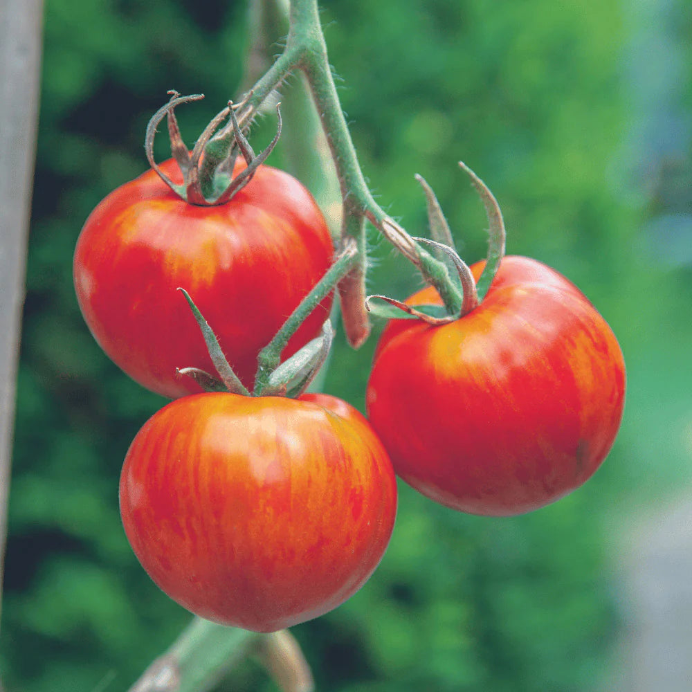 Tigerella Tomato Vegetable Seeds for Planting