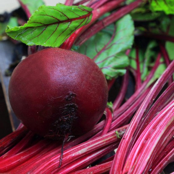 Beet Beta Vulgaris Wonder Early High Up Vegetable Seeds for Planting – Fast-Growing Heirloom Variety for Kitchen Garden