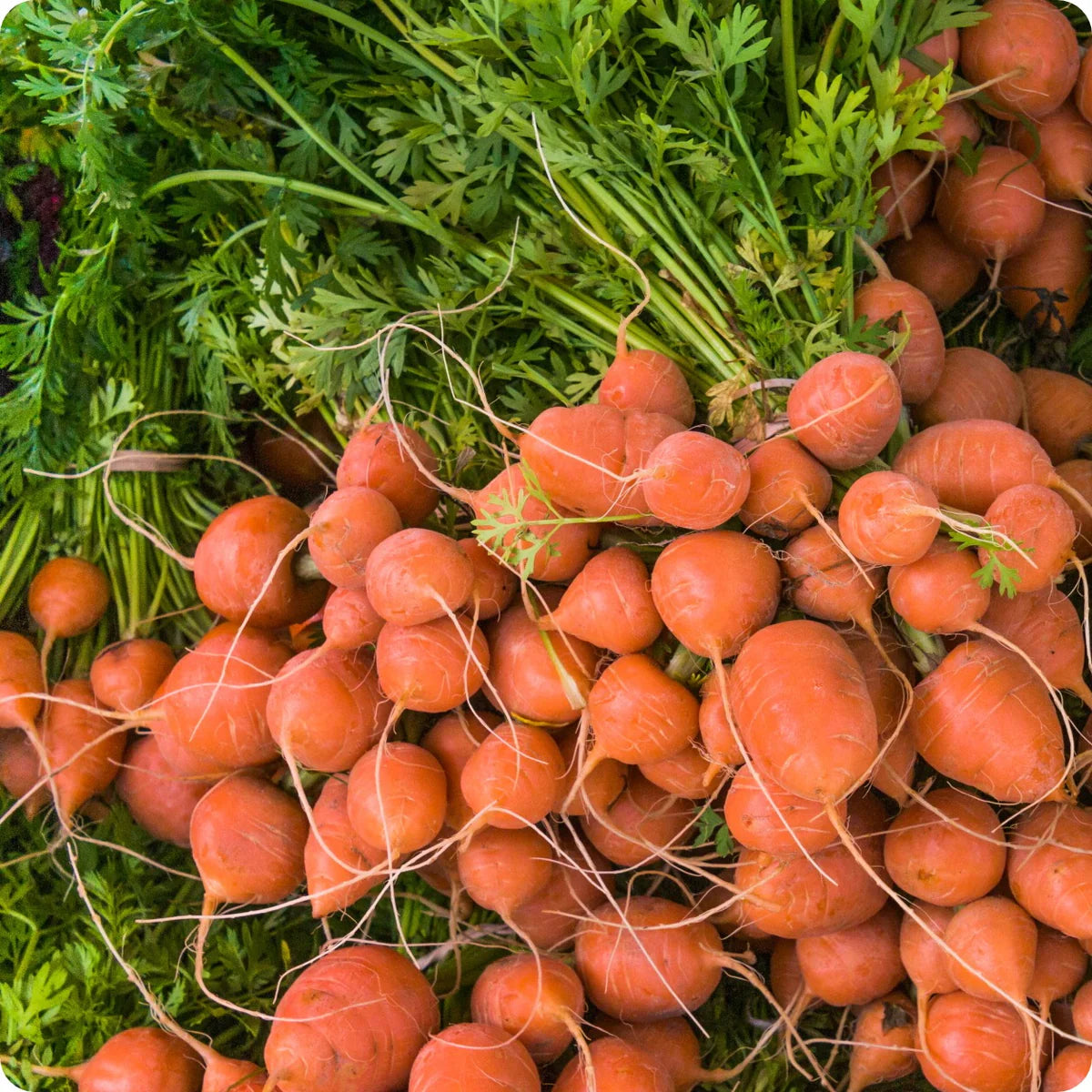Parisian Carrot Vegetable Seeds for Planting