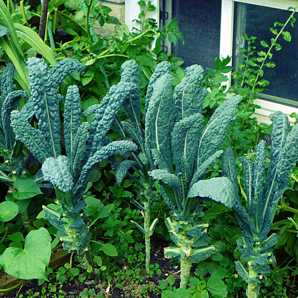 Kale Italian Vegetable Seeds for Planting