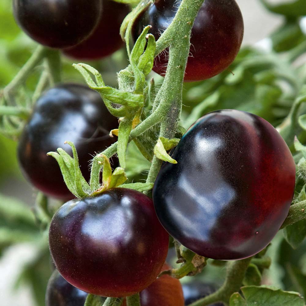 Indigo Rose Tomato Seeds – Darkest Heirloom Tomato Variety for Garden Planting