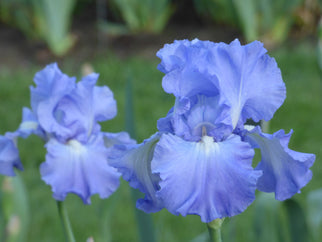 Victoria Falls Tall Bearded Iris