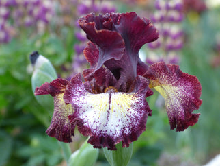 Vista Point Tall Bearded Iris