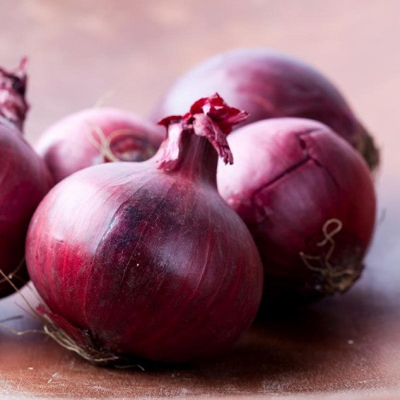 garden bed with healthy growing onion plants

