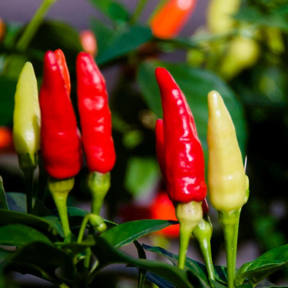 Red Yellow Tobasco Seeds for Planting - Spicy Vegetable