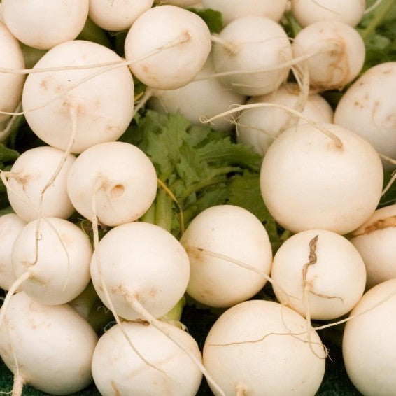 Radish Raphanus Sativus White Hailstone Vegetable Seeds for Planting – Crisp Root Variety for Quick Kitchen Garden Harvest