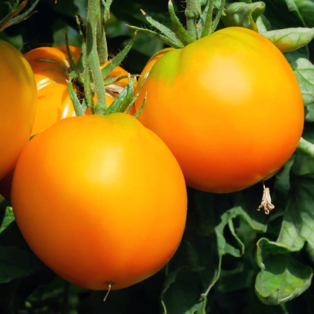 Deep Orange Tomato Seeds for Planting - Heirloom and Non-GMO Garden Seeds