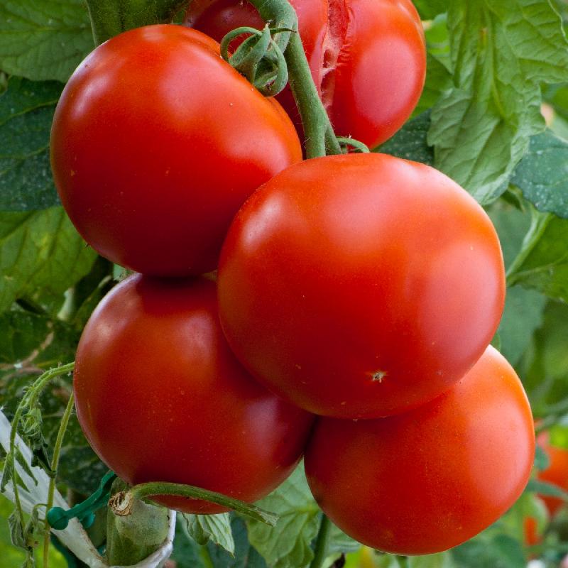Floridade Tomato Seeds for Garden and Container Planting