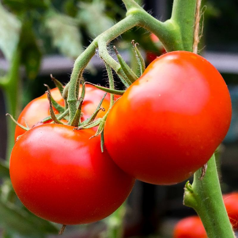 Tomato Liberian Of Open Pollinated – Heirloom, Non-GMO, High Germination Organic Garden Seeds