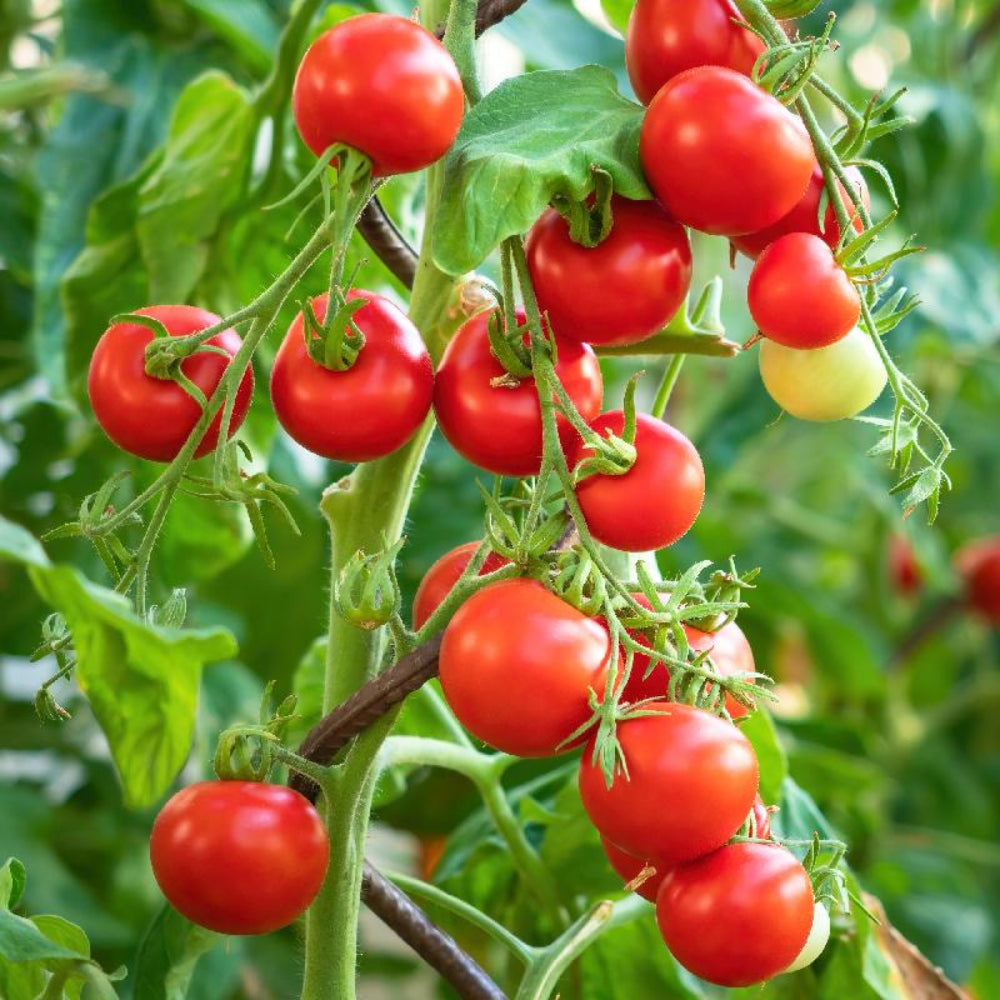 Tiny Tim Tomato Seeds for Planting