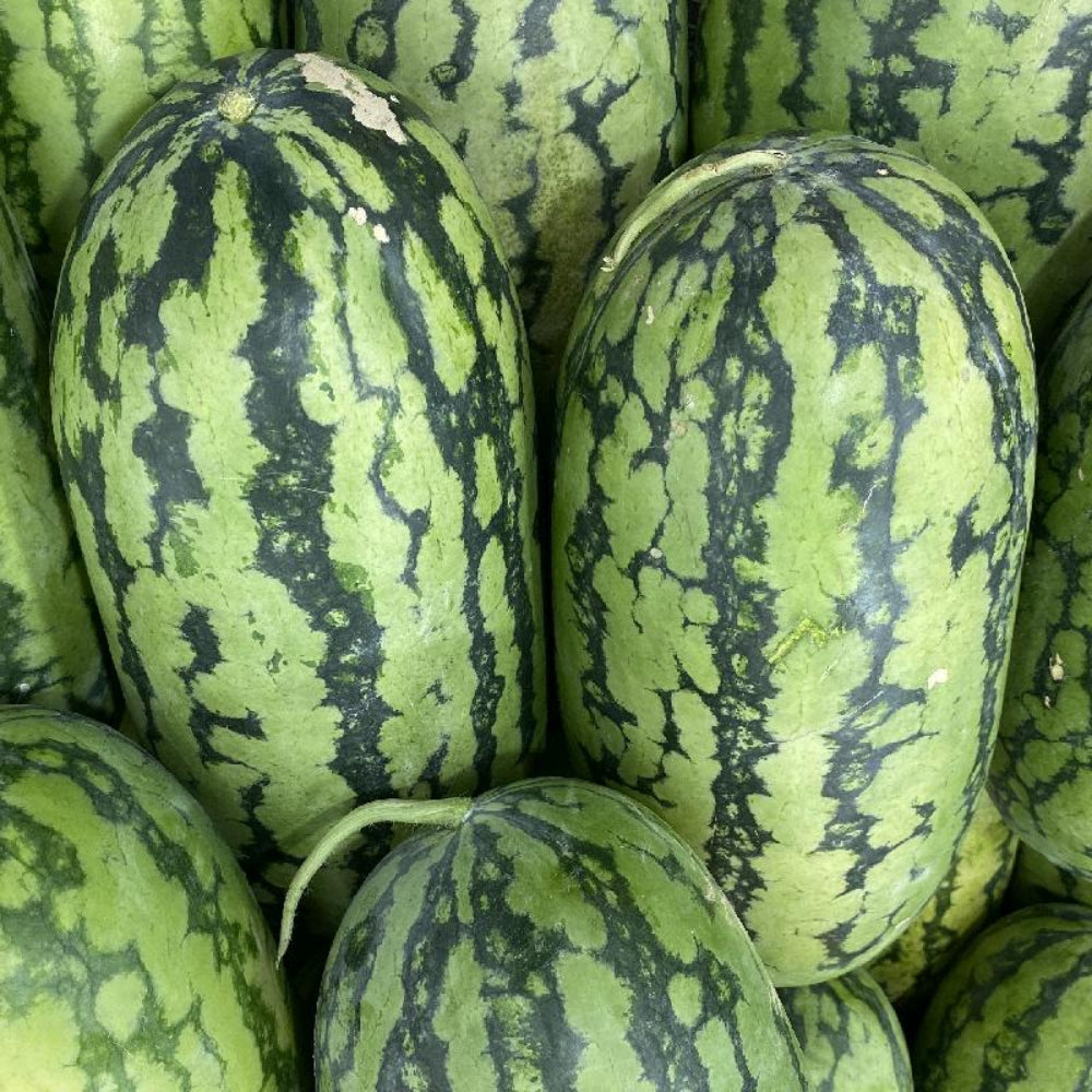 Melon Seeds for Planting - heirloom & Non-GMO Seeds