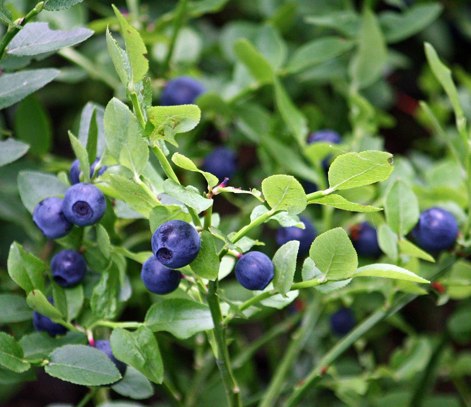 Bilberry Seeds (Vaccinium myrtillus)