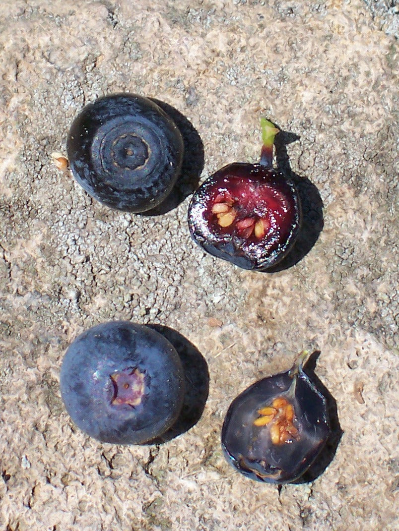 Bilberry Seeds (Vaccinium myrtillus)