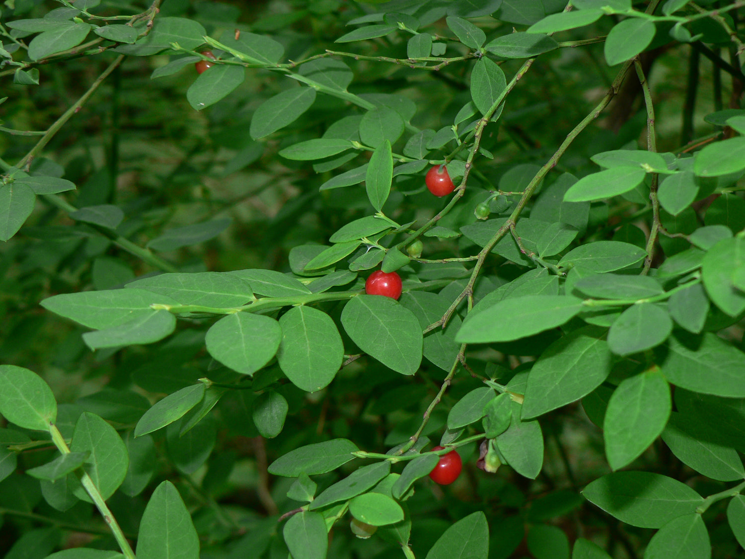 Red Huckleberry – A Burst of Tart Sweetness in Every Bite