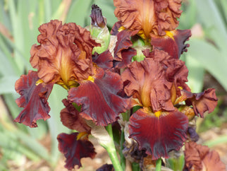 Valentino Tall Bearded Iris