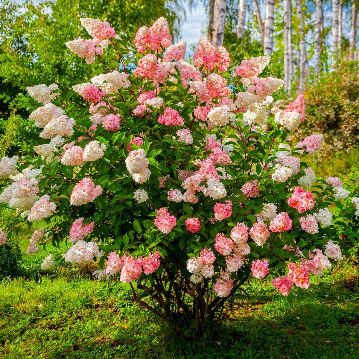 Vanilla Strawberry Hydrangea Paniculata Flowering Seeds For Planting Backyard blooms