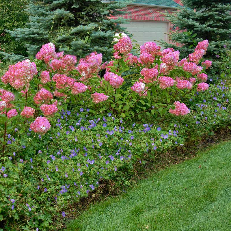 Vanilla Strawberry Hydrangea