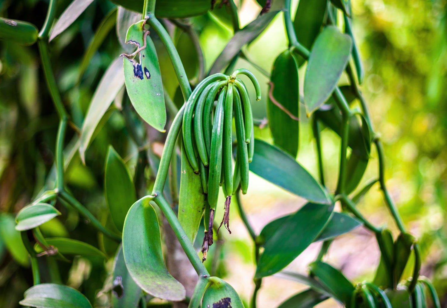 Vanilla Fruit (Vanilla planifolia) – Sweet, Aromatic Vanilla Bean Pods for Culinary and Aromatic Uses