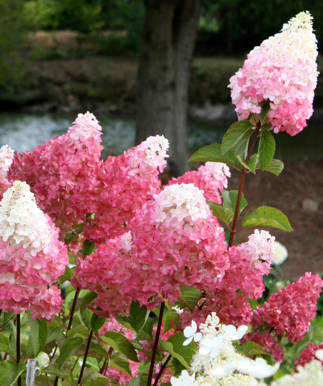 Strawberry Hydrangea Hydrangea Paniculata flower seeds for backyard garden planting