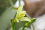 Delicate Vanilla Orchid flower in bloom. Vanilla plant care and pollination.