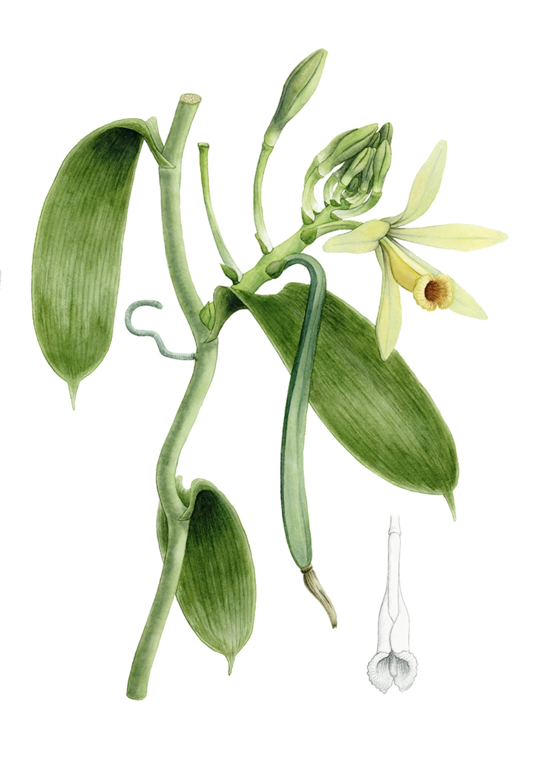 Mature Vanilla planifolia plant climbing structure in a greenhouse. Grow vanilla at home.