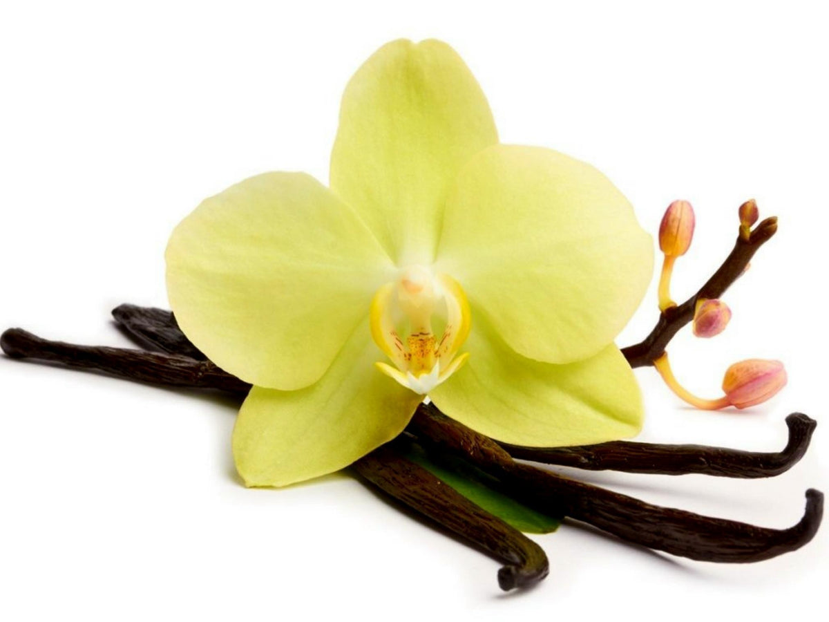 Vanilla Orchid Seeds packet. Micropropagate seeds for vanilla planifolia tropical vine.