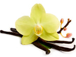 Vanilla Orchid Seeds packet. Micropropagate seeds for vanilla planifolia tropical vine.