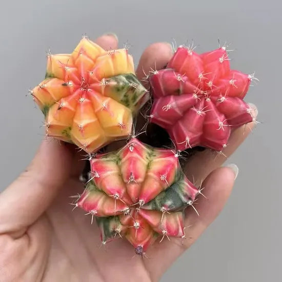 Variegated Moon Cactus Succulent For Sowing heirloom non-gmo organic garden seeds