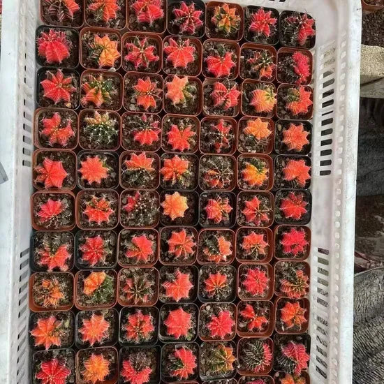 Variegated Moon Cactus Succulent For Sowing – Heirloom, Non-GMO, High Germination Organic Garden Seeds