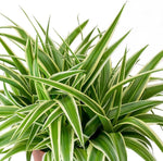 Mature Variegated Spider Plant growing in a hanging basket