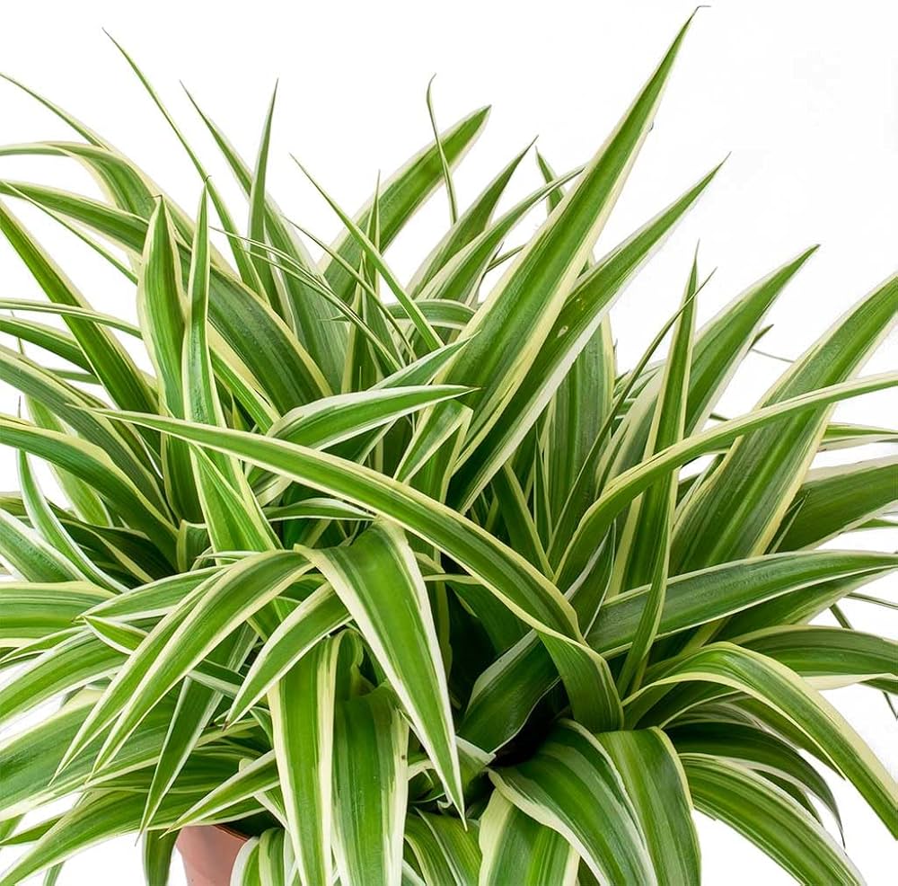 Mature Variegated Spider Plant growing in a hanging basket