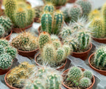 Diverse Cactus collection grown for an indoor display. Desert plant seeds for windowsills.