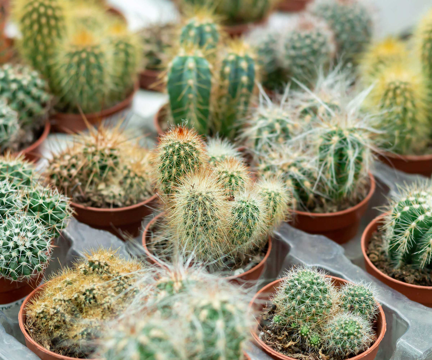 Diverse Cactus collection grown for an indoor display. Desert plant seeds for windowsills.