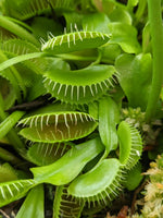 Venus Flytrap live green plant, exotic carnivorous home décor and gnat catcher