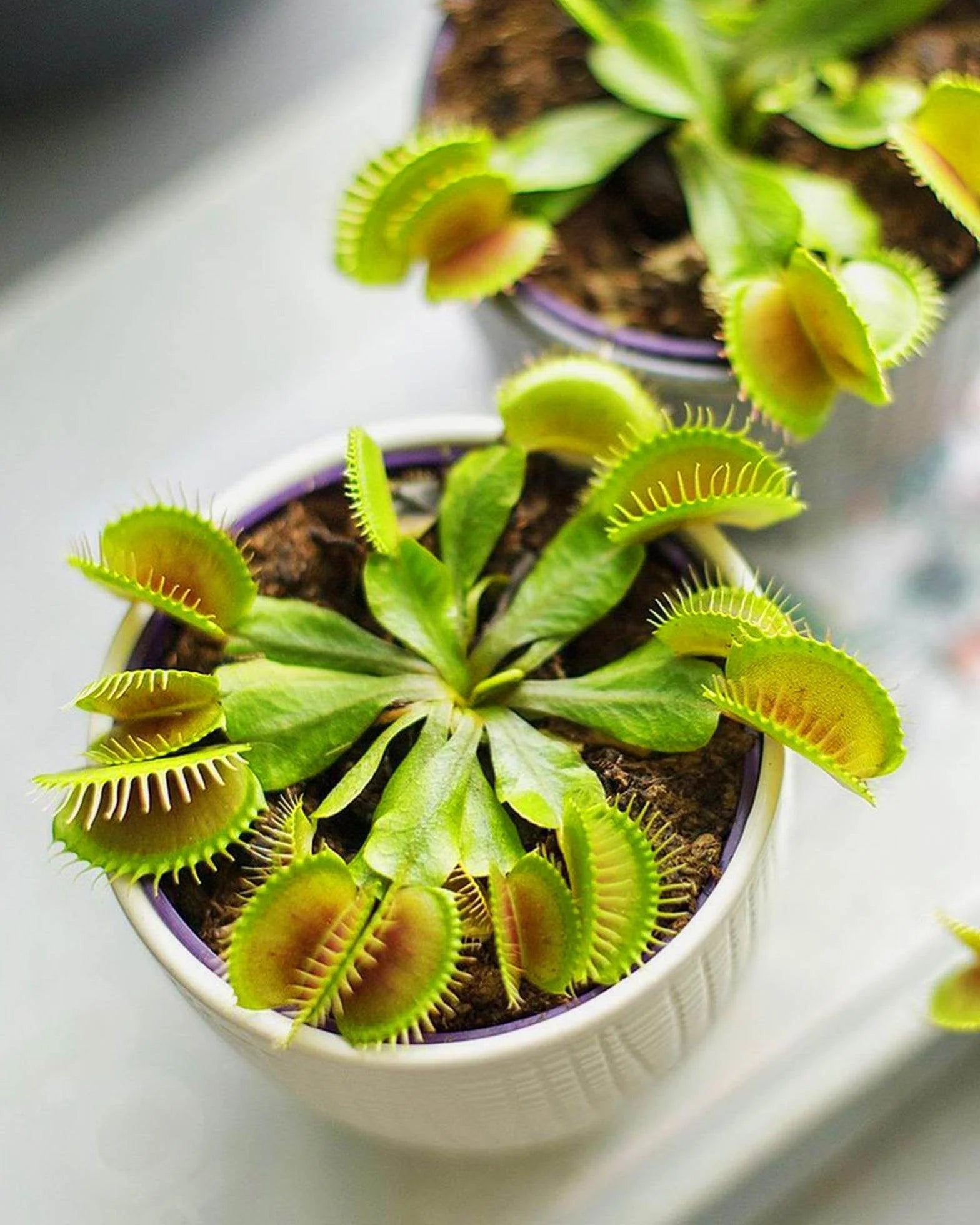 Venus Flytrap live plant care guide, watering with distilled water and dormancy