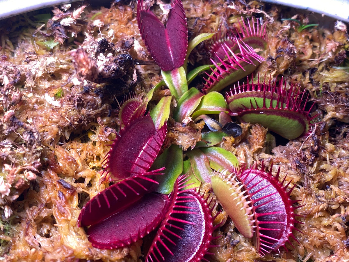 Venus Flytrap seeds, vibrant purple traps for specialty bog garden setups