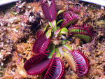 Venus Flytrap seeds, vibrant purple traps for specialty bog garden setups